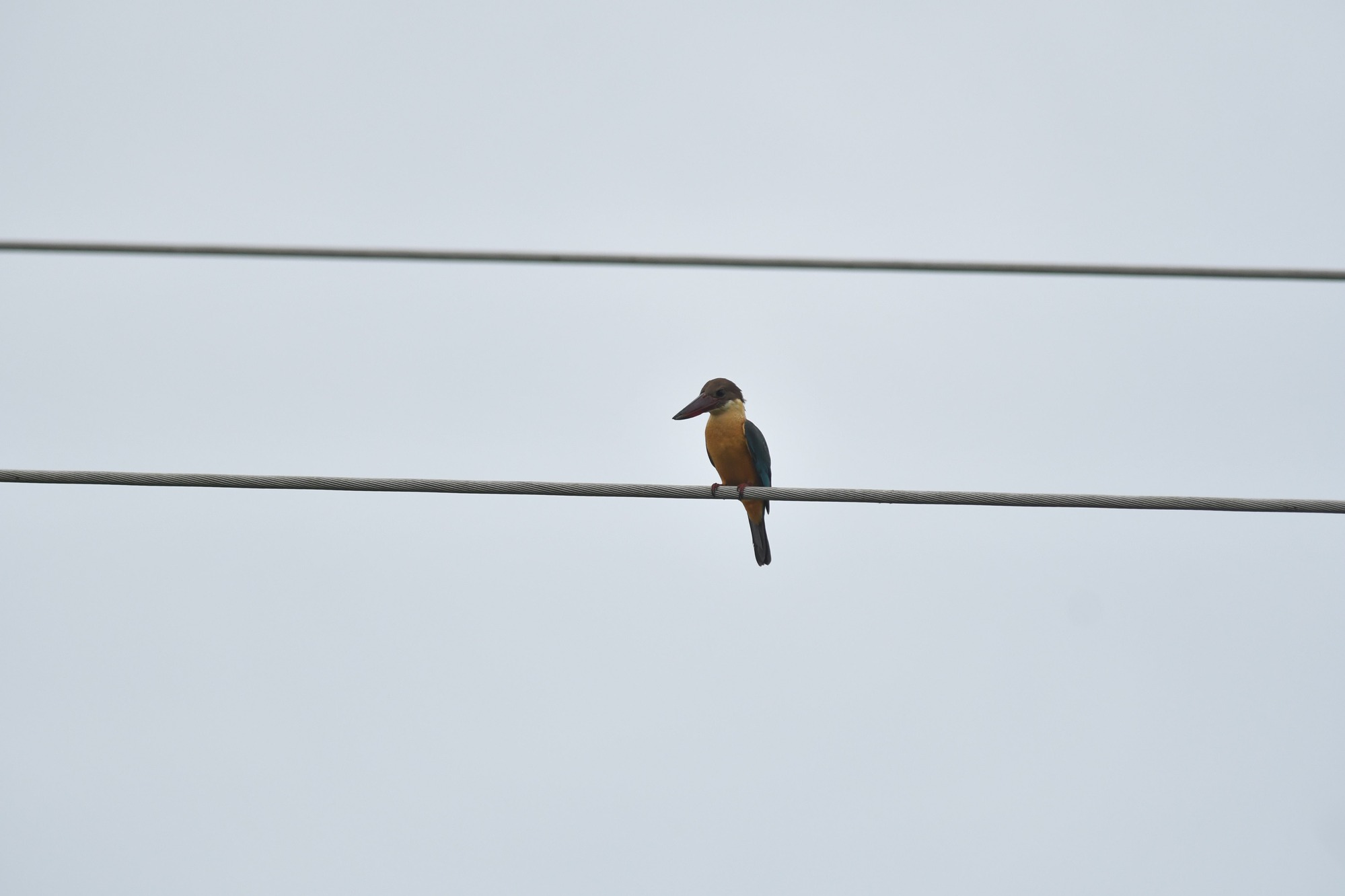Stork-billed kingfisher (Pelargopsis capensis)